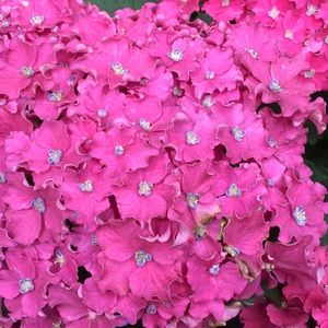 Meet your Posher, Barbara